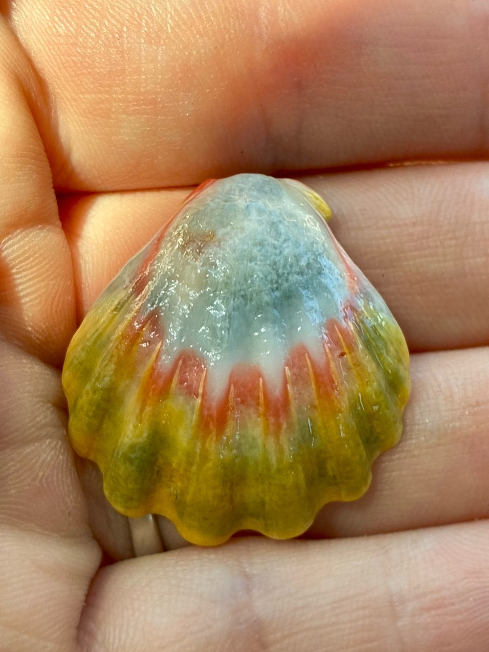 Rare hawaiin sunrise shell !!